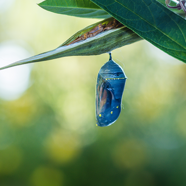 butterfly in a cocoon symbolic of transformation